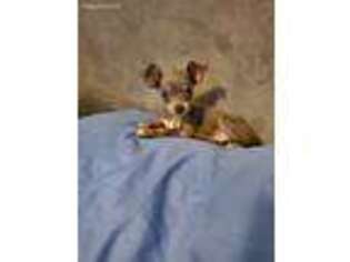 Chihuahua Puppy for sale in Inman, SC, USA