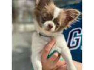 Chihuahua Puppy for sale in Vernon Hills, IL, USA