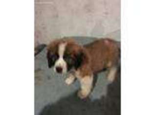 Saint Bernard Puppy for sale in Friend, NE, USA