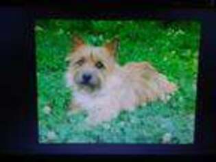 Norwich Terrier Puppy for sale in Alton, MO, USA