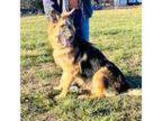 German Shepherd Dog Puppy for sale in Reeds Spring, MO, USA