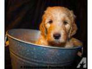 Goldendoodle Puppy for sale in Coolidge, AZ, USA