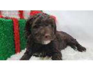 Labradoodle Puppy for sale in Richmond, RI, USA