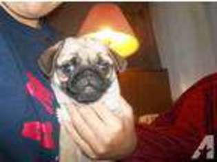 Pug Puppy for sale in SYRACUSE, IN, USA