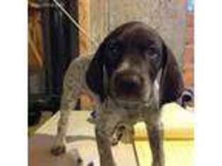 German Shorthaired Pointer Puppy for sale in Belchertown, MA, USA