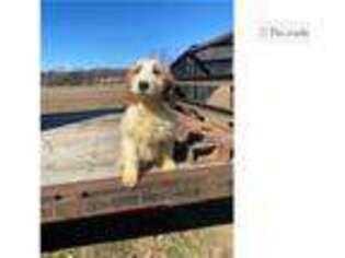 Springerdoodle Puppy for sale in Chattanooga, TN, USA
