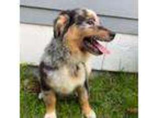 Australian Shepherd Puppy for sale in Coupeville, WA, USA