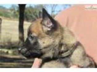 Belgian Malinois Puppy for sale in Austin, TX, USA