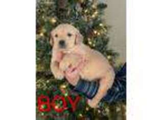 Golden Retriever Puppy for sale in Ider, AL, USA