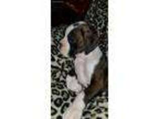 Boxer Puppy for sale in Blackwell, OK, USA