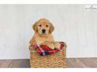 Golden Retriever Puppy for sale in Canton, OH, USA