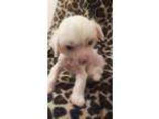 Chinese Crested Puppy for sale in Boyne City, MI, USA