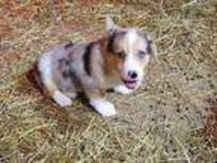 Pembroke Welsh Corgi Puppy for sale in Chillicothe, OH, USA