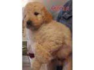 Goldendoodle Puppy for sale in Kirby, AR, USA