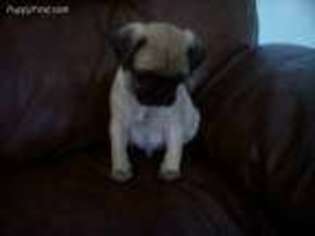 Pug Puppy for sale in Appleton, WI, USA
