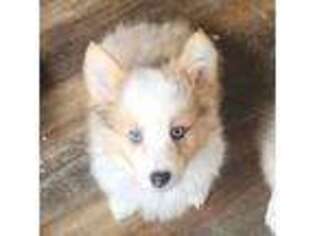 Pembroke Welsh Corgi Puppy for sale in Winlock, WA, USA