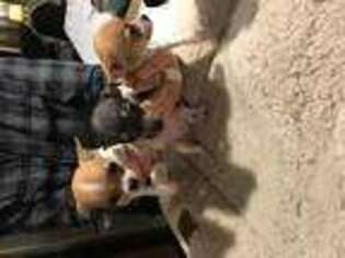 Chihuahua Puppy for sale in SCOTLAND, CT, USA
