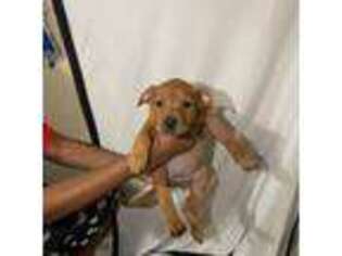 Rottweiler Puppy for sale in Cordova, TN, USA
