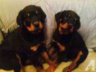 Rottweiler Puppy for sale in CARSON CITY, NV, USA