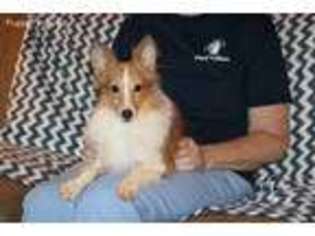 Shetland Sheepdog Puppy for sale in Knoxville, TN, USA