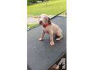 Weimaraner Puppy for sale in YOUNGSTOWN, FL, USA