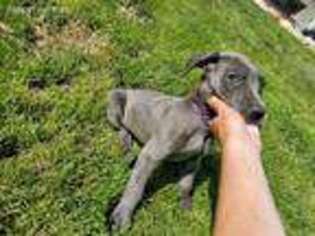 Great Dane Puppy for sale in Fielding, UT, USA