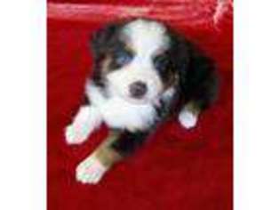 Miniature Australian Shepherd Puppy for sale in Atlanta, GA, USA