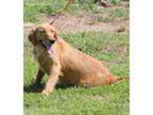 Golden Retriever Puppy for sale in Quapaw, OK, USA