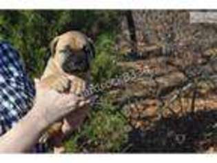 Bullmastiff Puppy for sale in Tulsa, OK, USA