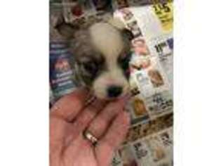 Chihuahua Puppy for sale in Charlton, MA, USA
