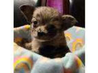 Chihuahua Puppy for sale in Lennox, SD, USA