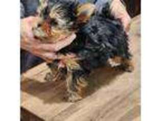 Yorkshire Terrier Puppy for sale in Albert Lea, MN, USA