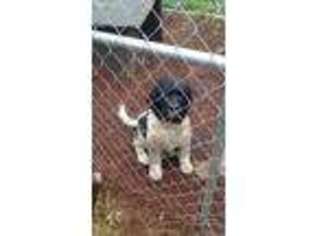 Newfoundland Puppy for sale in Johnson City, TN, USA