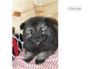 Keeshond Puppy for sale in Pueblo, CO, USA