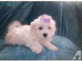 Maltese Puppy for sale in LAUREL, MS, USA