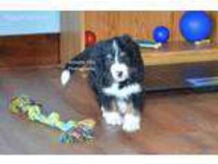 Mutt Puppy for sale in Ligonier, IN, USA