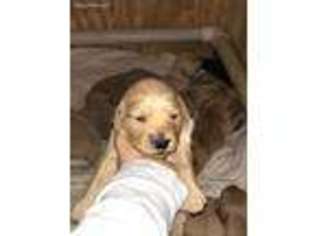 Golden Retriever Puppy for sale in Herndon, VA, USA