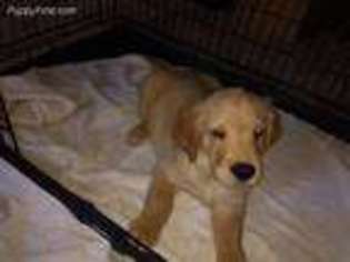Golden Retriever Puppy for sale in Newberry Springs, CA, USA