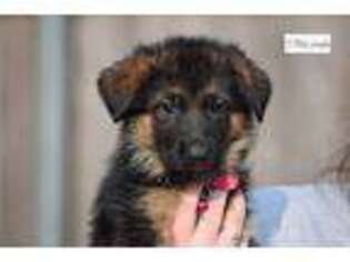German Shepherd Dog Puppy for sale in Fort Worth, TX, USA