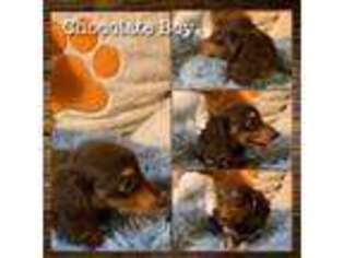 Dachshund Puppy for sale in Fort Dodge, IA, USA
