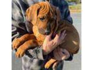 Rhodesian Ridgeback Puppy for sale in Seneca, SC, USA