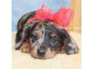 Dachshund Puppy for sale in West Plains, MO, USA