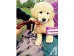 Labradoodle Puppy for sale in BATTLE GROUND, WA, USA