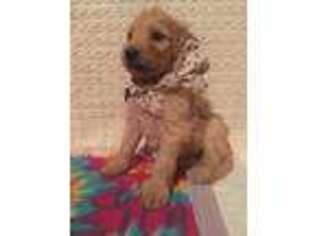 Goldendoodle Puppy for sale in Kinta, OK, USA