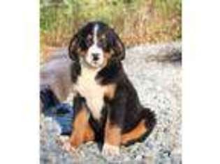 Bernese Mountain Dog Puppy for sale in Drumore, PA, USA