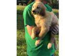 Golden Retriever Puppy for sale in Section, AL, USA