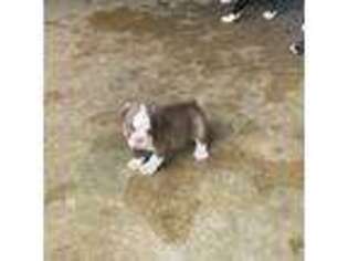 Alapaha Blue Blood Bulldog Puppy for sale in Indianapolis, IN, USA