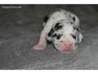 Great Dane Puppy for sale in Reynolds, IN, USA