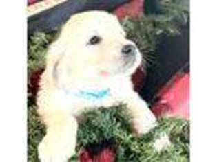 Mutt Puppy for sale in Greeley, CO, USA