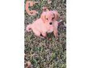 Labradoodle Puppy for sale in Wills Point, TX, USA